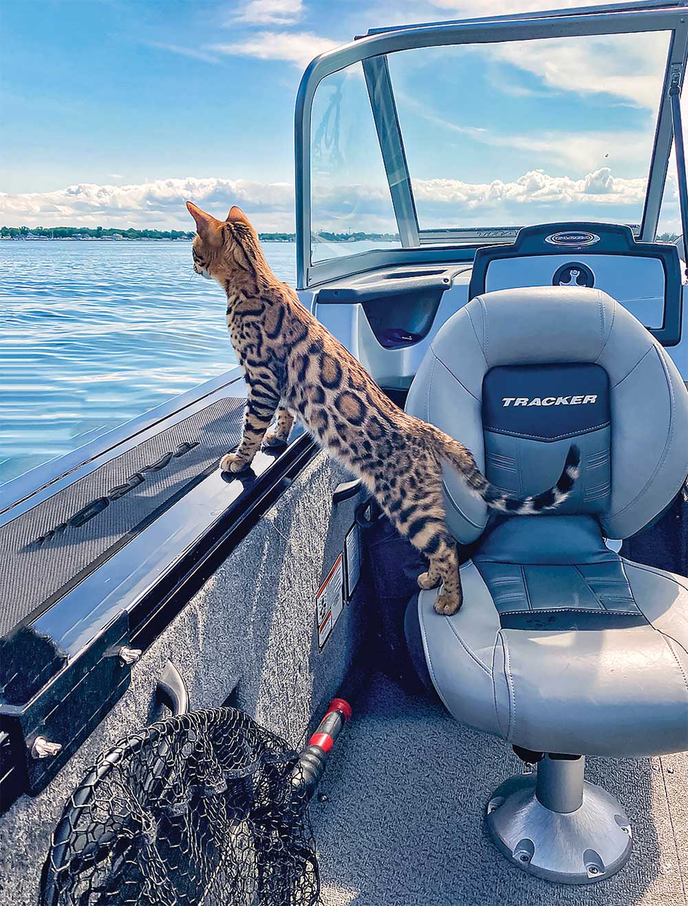 Poseidon the cat on a boat